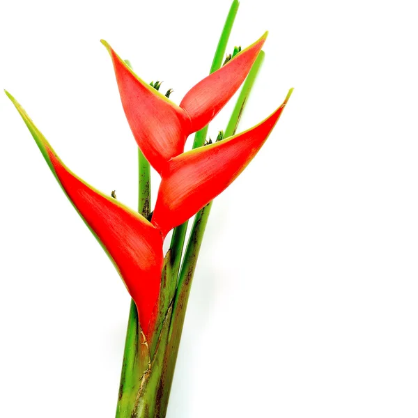 Heliconia isolerade — Stockfoto