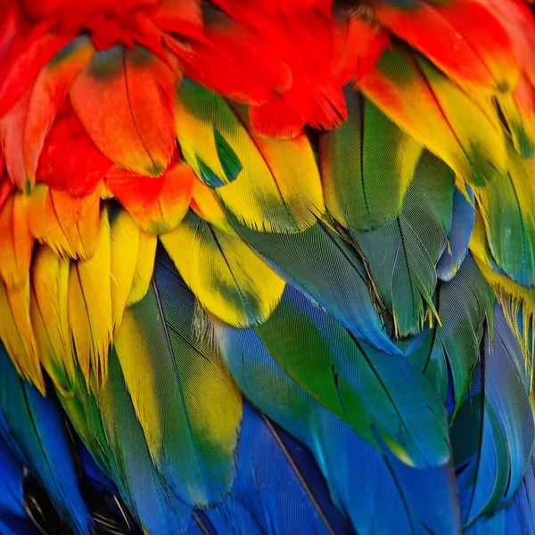 Scarlet papoušek peří — Stock fotografie