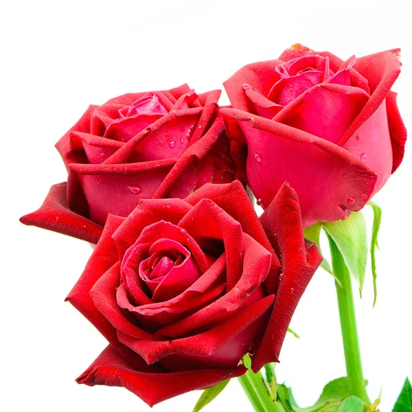 Red rose — Stock Photo, Image