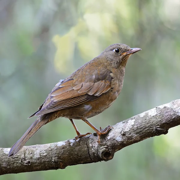 Vrouwelijke grijs-gevleugelde blackbird — Stockfoto