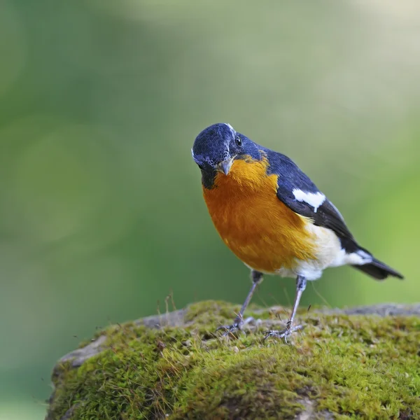 Mugimaki Flycatcher macho — Foto de Stock