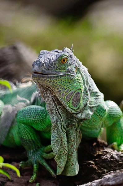 Iguana Verde Feminina — Fotografia de Stock