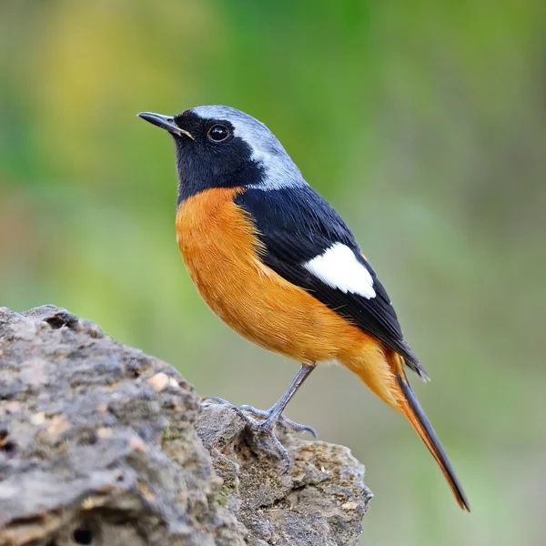 Macho Daurian Redstart — Foto de Stock