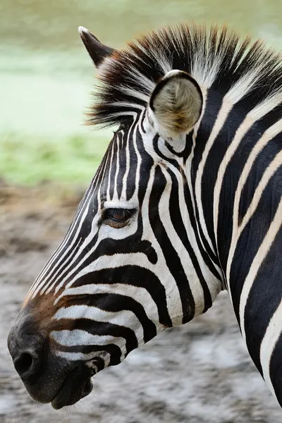 Zebra comum — Fotografia de Stock