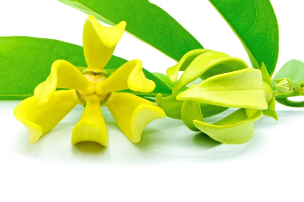 Flor de Ylang Ylang — Foto de Stock