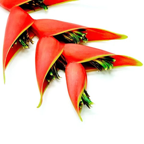 Heliconia isolerade — Stockfoto