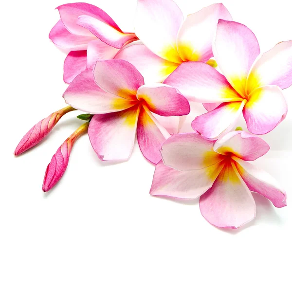 Plumeria różowy — Zdjęcie stockowe