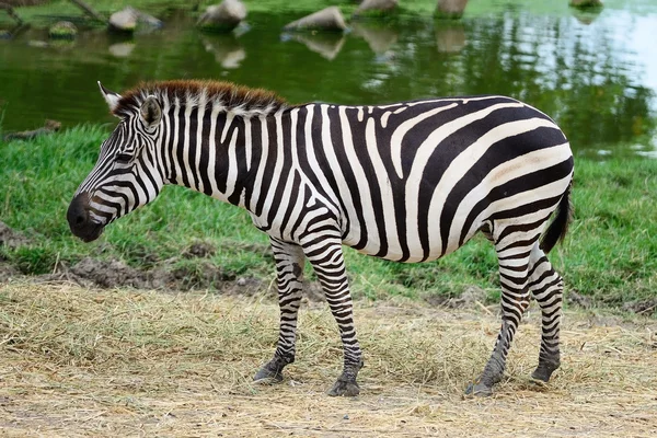 ortak zebra