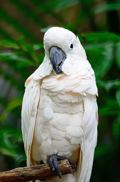 Mollucan Cockatoo — Stock Photo, Image
