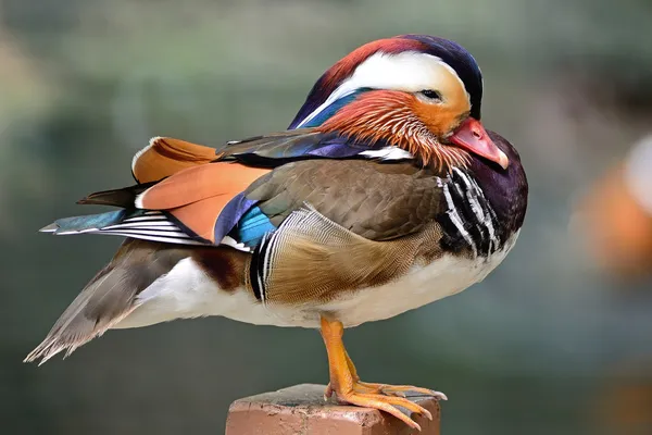 Mandarin Duck — Stock Photo, Image