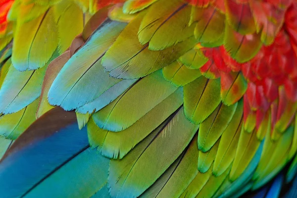 Greenwinged Ara piór — Zdjęcie stockowe