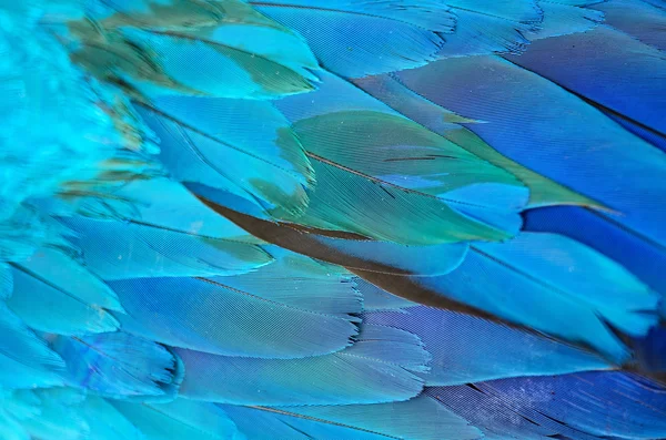 Penas de arara azul e dourada — Fotografia de Stock