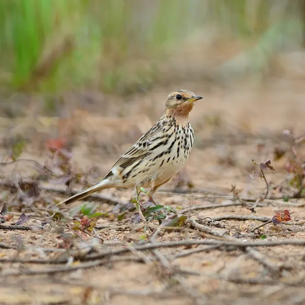 Pipit de garganta roja —  Fotos de Stock