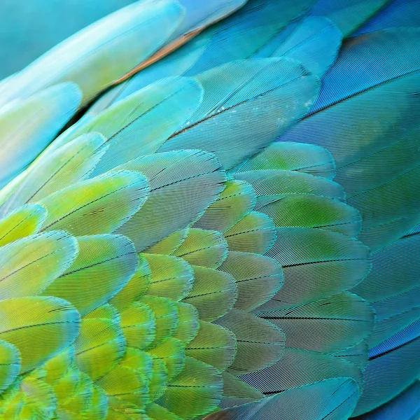 Harlequin Macaw feathers — Stockfoto