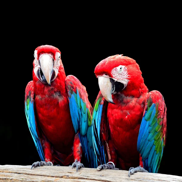 Greenwinged Macaw — Stock Photo, Image