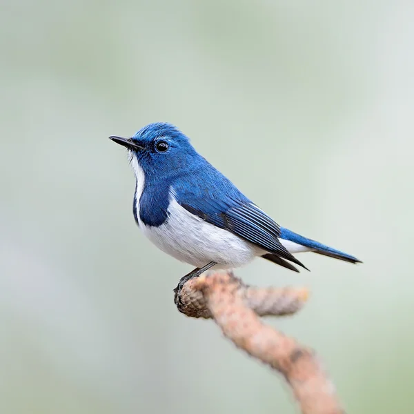 Mužské ultramarínový flycatcher — Stock fotografie