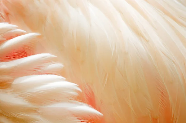 Greater Flamingo feathers — Stock Photo, Image