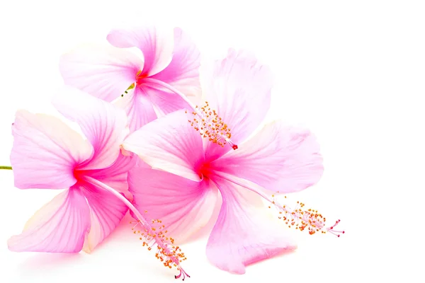 Pink Hibiscus — Stock Photo, Image