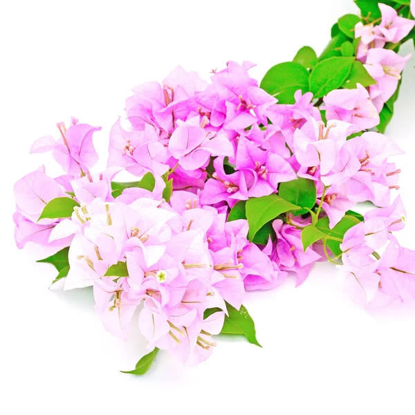 Bougainvillea — Stockfoto