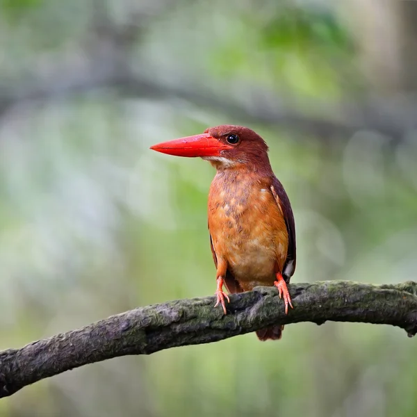 Female Ruddy Kingfisher — Stock Photo, Image