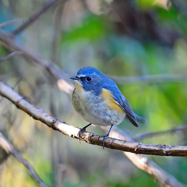 Cola azul de flanco rojo macho — Foto de Stock