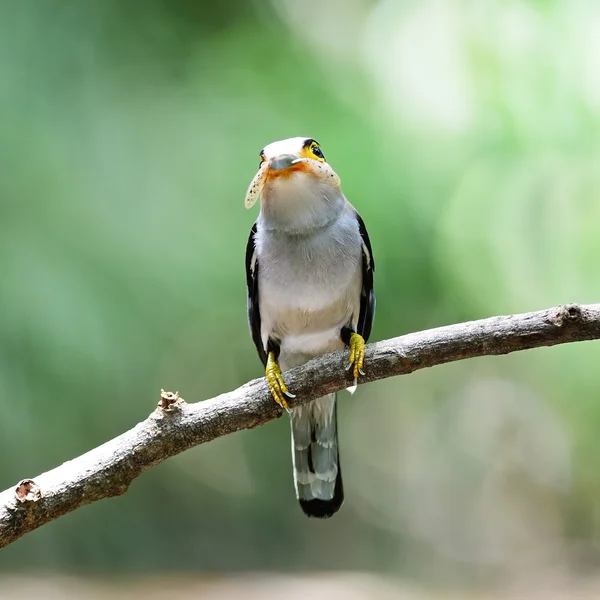 Αρσενικό ασήμι-breasted broadbill — Φωτογραφία Αρχείου