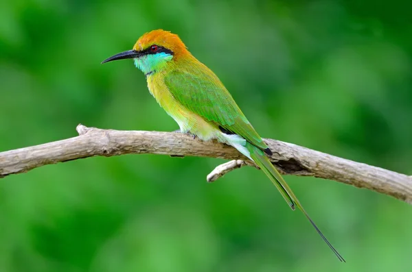 Kleine groene bijeneter — Stockfoto