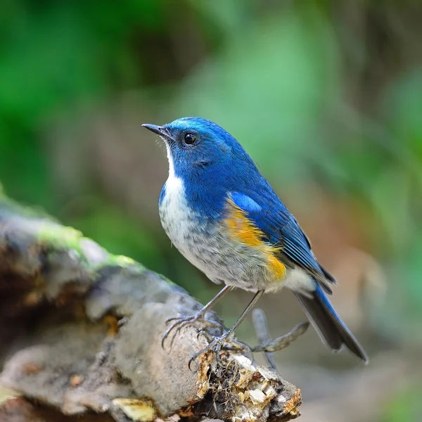 Erkek Himalaya bluetail — Stok fotoğraf