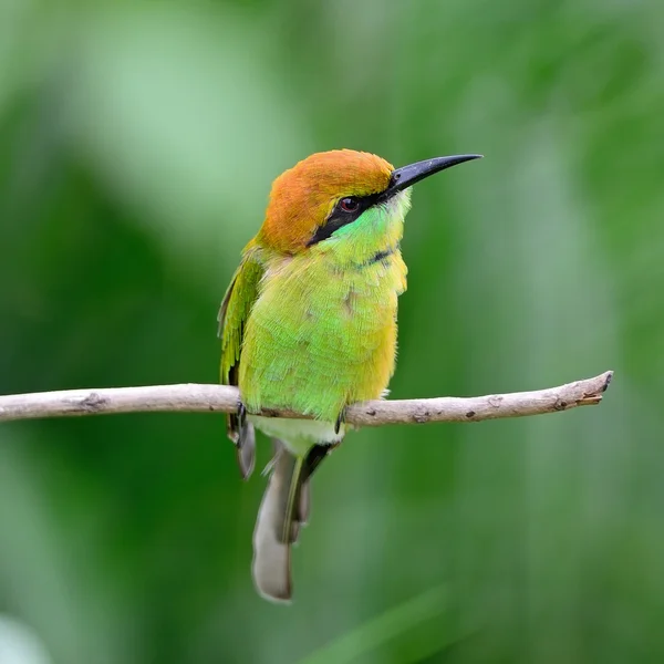 Kleine groene bijeneter — Stockfoto