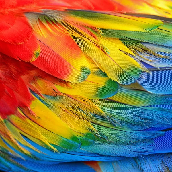 Plumas de guacamayo escarlata —  Fotos de Stock