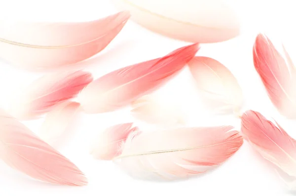 Flamingo tüy