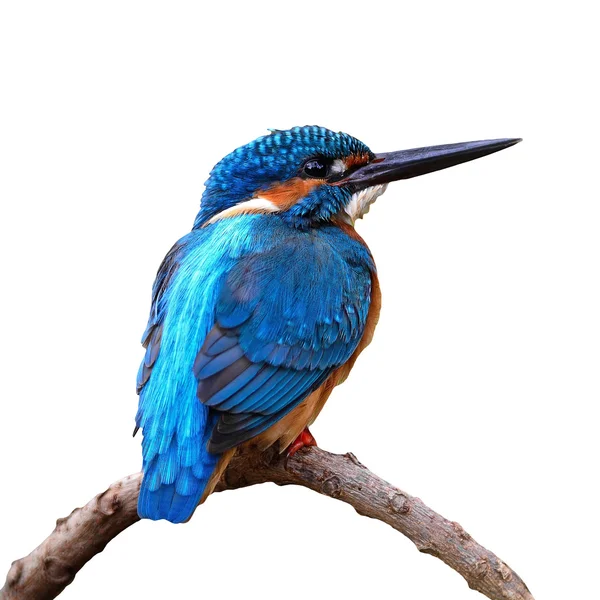 Male Common Kingfisher — Stock Photo, Image