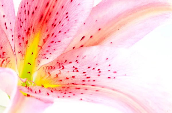Лепестковая лилия — стоковое фото