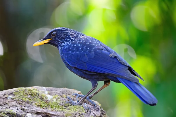 Tordo de assobio azul — Fotografia de Stock