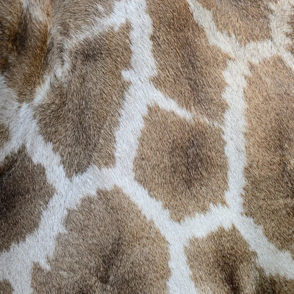 Pele de girafa — Fotografia de Stock