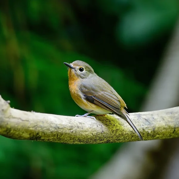 Ženské hill modré flycatcher — Stock fotografie