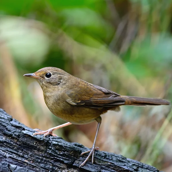 Redstart de vientre blanco — Foto de Stock