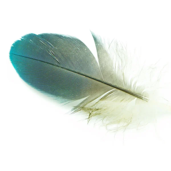 Bird feather isolated — Stock Photo, Image