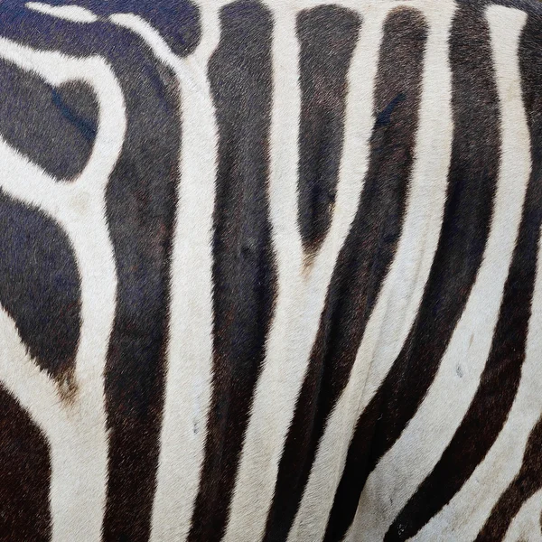 Gemensamma zebra hud — Stockfoto