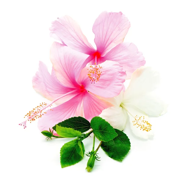 粉红色和白色 hisbiscus — 图库照片