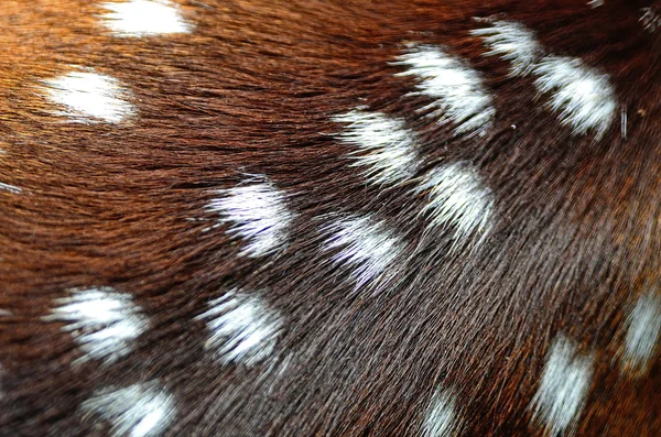 Spotted deer skin — Stock Photo, Image