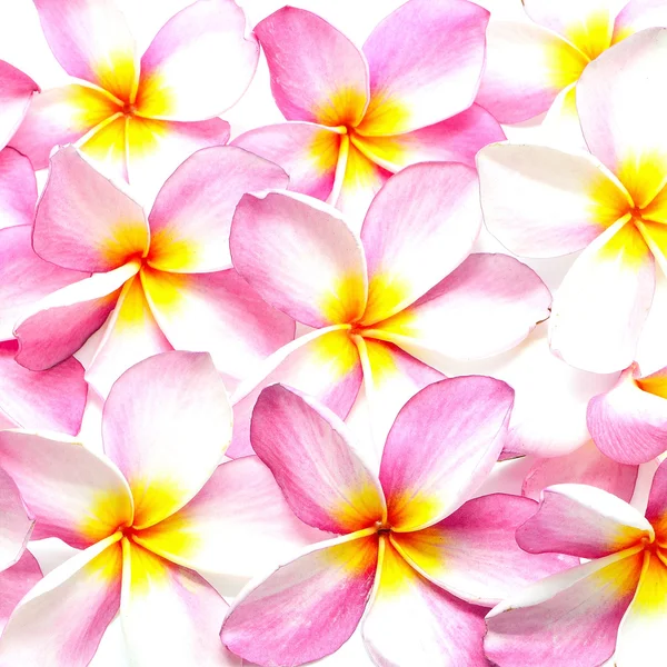 Plumeria różowy — Zdjęcie stockowe