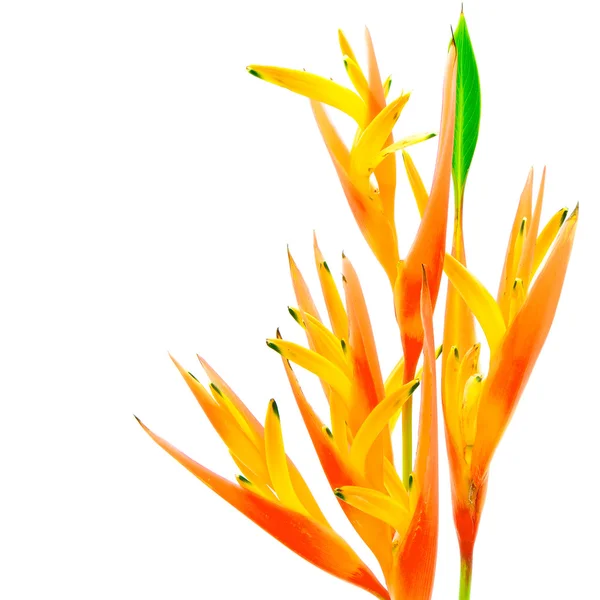 Heliconia naranja —  Fotos de Stock