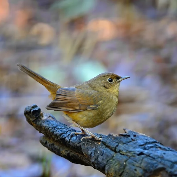 Femmina di Bianco ventre Redstart — Foto Stock