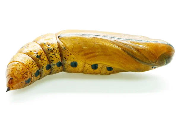 Oleander Fruczak pupa — Zdjęcie stockowe