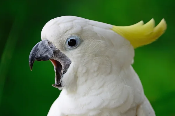 Cacatua-de-enxofre — Fotografia de Stock