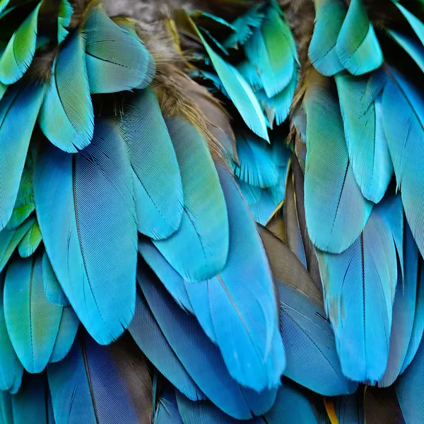 Harlequin Macaw feathers — Stock Photo, Image