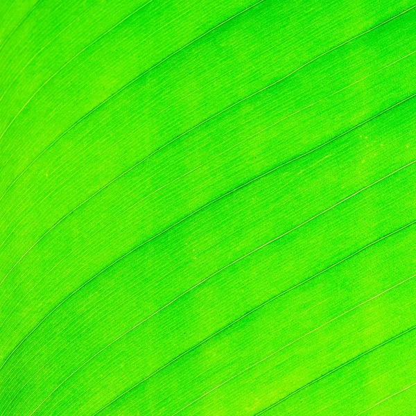 Abstrakcyjny liścia — Zdjęcie stockowe