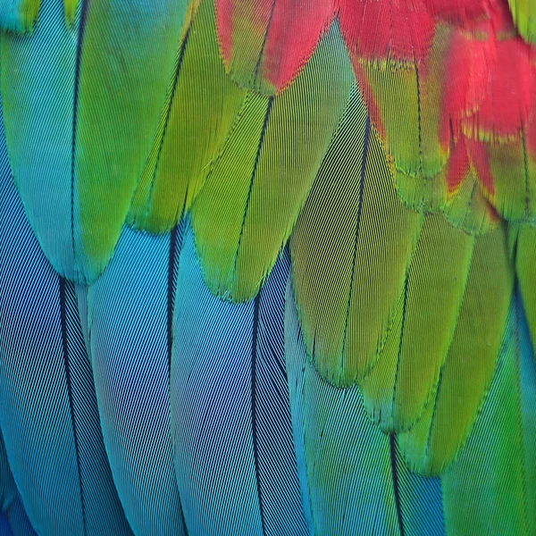 Plumas de guacamayo de alas verdes — Foto de Stock