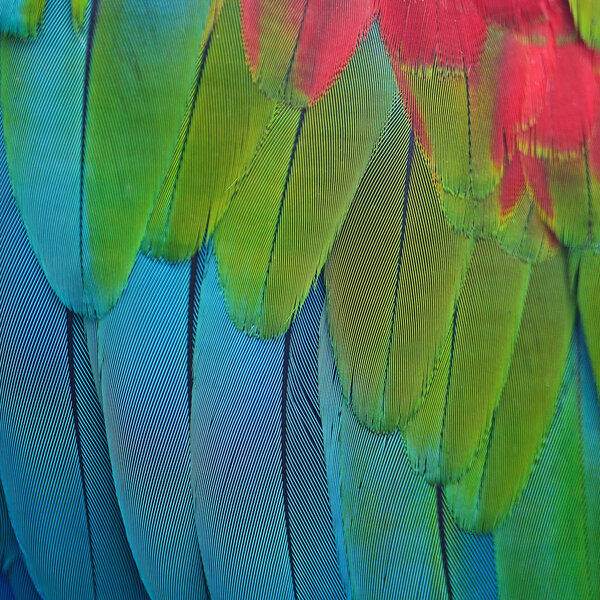 Greenwinged Macaw feathers